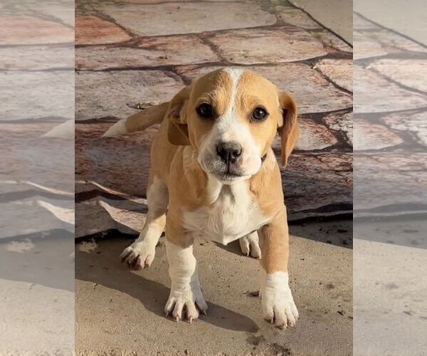 Medium Photo #8 Basset Hound Puppy For Sale in Harrison, AR, USA