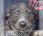 Small #4 Mutt