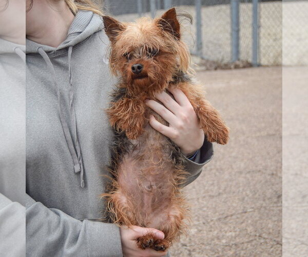 Medium Photo #3 Mutt Puppy For Sale in Huntley, IL, USA