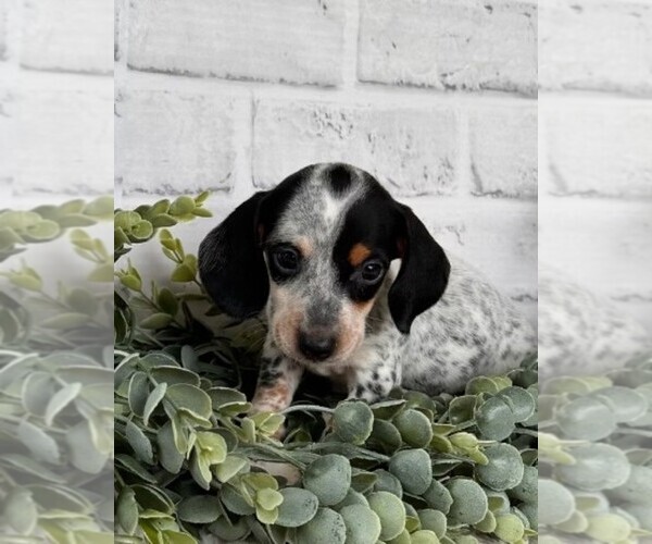 Medium Photo #1 Dachshund Puppy For Sale in MIRAMAR, FL, USA