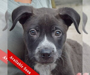 Labsky Dogs for adoption in Huntley, IL, USA
