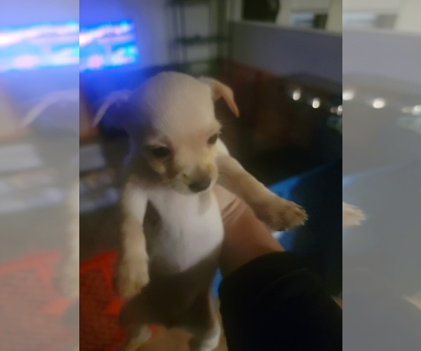 Medium Photo #1 Biewer Terrier-Chorkie Mix Puppy For Sale in DAVENPORT, FL, USA