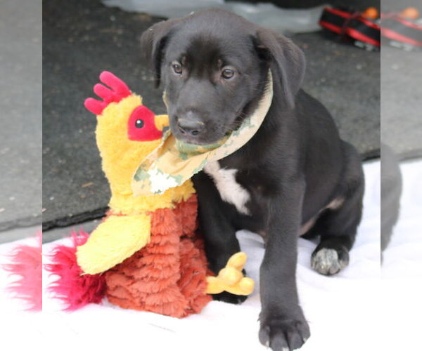 Medium Photo #1 Shepradors Puppy For Sale in Bandera, TX, USA