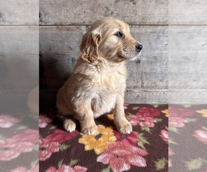 Golden Retriever Puppy for sale in VERMONTVILLE, MI, USA