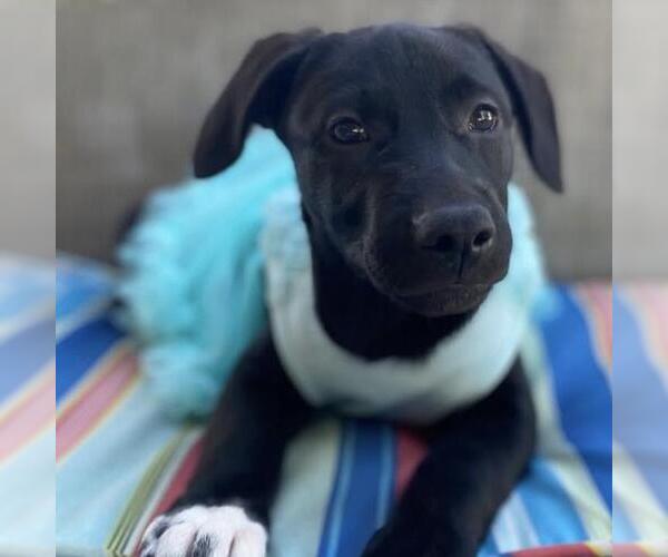 Medium Photo #8 Labrador Retriever-Unknown Mix Puppy For Sale in San Diego, CA, USA