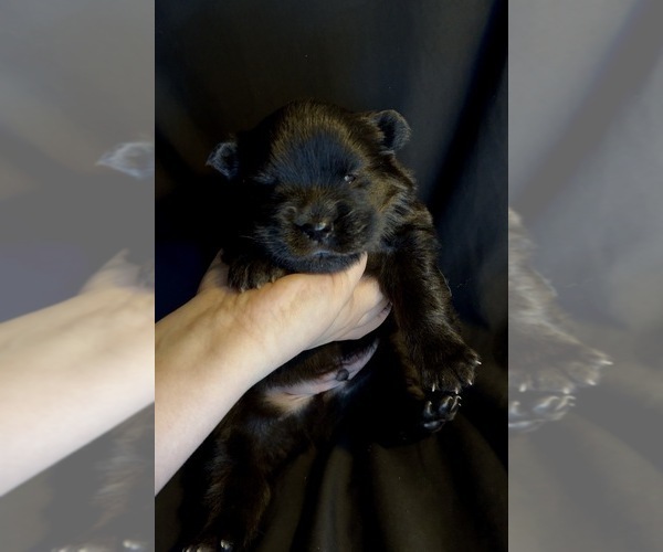 Medium Photo #7 Chow Chow Puppy For Sale in London, Ontario, Canada