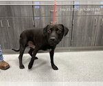 BOOSIE - Male Labrador Retriever-Unknown Mix Dog for Adoption - Small photo