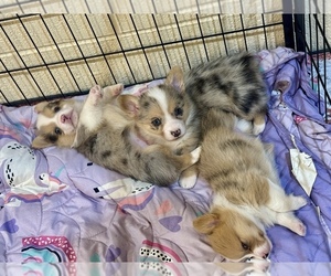 American Corgi Litter for sale in APPLE GROVE, WV, USA