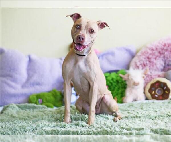 Medium Photo #2 Labrador Retriever-Unknown Mix Puppy For Sale in Tavares, FL, USA