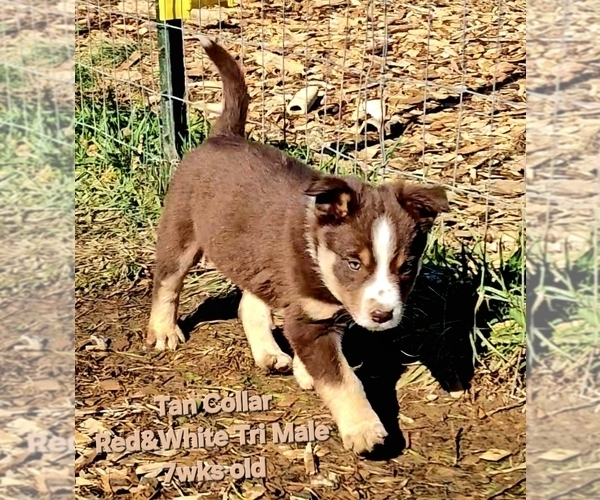 Medium Photo #4 Border Collie Puppy For Sale in BYBEE, TN, USA