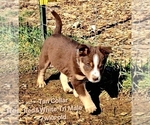 Small Photo #39 Border Collie Puppy For Sale in BYBEE, TN, USA