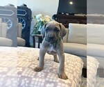 Puppy Lime Green Cane Corso