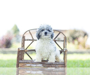 Schnoodle (Miniature) Puppy for Sale in WARSAW, Indiana USA