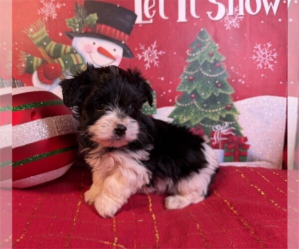 Medium Photo #3 Morkie Puppy For Sale in PEMBROKE PINES, FL, USA