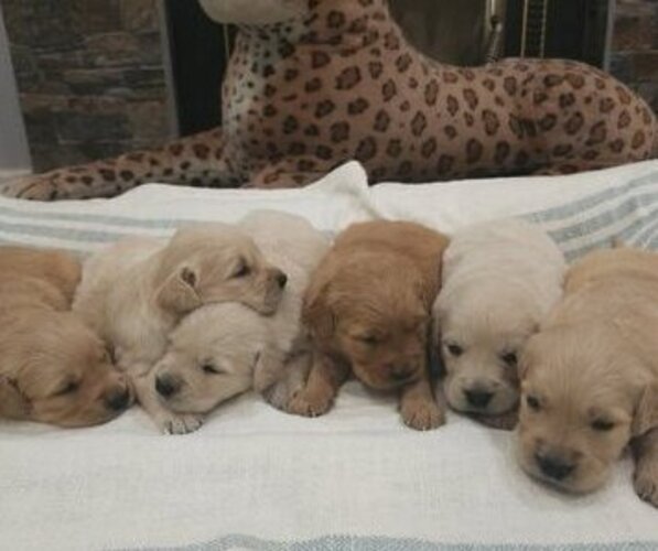 Medium Photo #3 Golden Retriever Puppy For Sale in SACRAMENTO, CA, USA