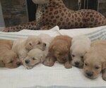 Small #2 Golden Retriever