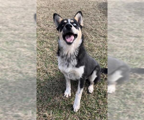 Medium Photo #2 Aussie Siberian Puppy For Sale in Rosenberg, TX, USA