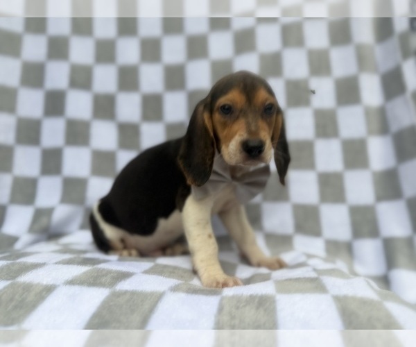 Medium Photo #4 Beagle Puppy For Sale in LAKELAND, FL, USA