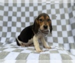 Small #3 Beagle