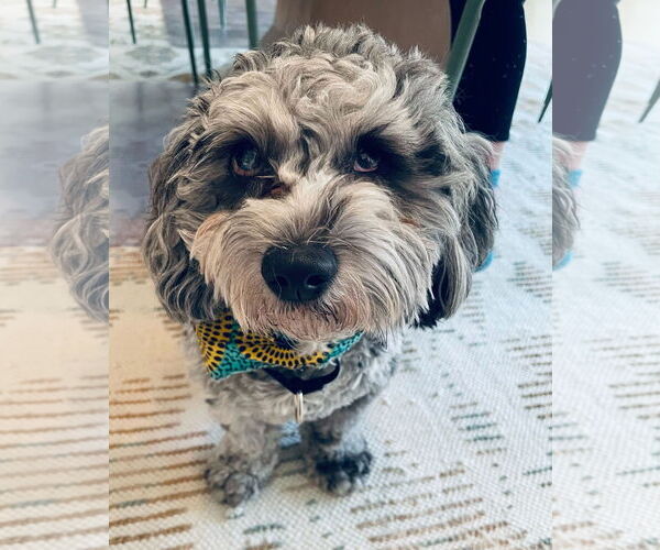 Medium Photo #3 Shih Tzu-Unknown Mix Puppy For Sale in Arlington, VA, USA