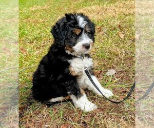 Father of the Aussiedoodle Miniature -Miniature Bernedoodle Mix puppies born on 11/11/2023