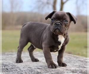 French Bulldog Puppy for sale in METUCHEN, NJ, USA