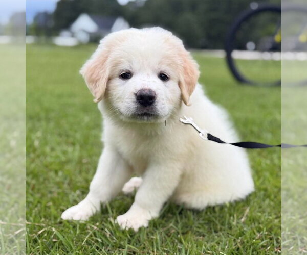 Medium Photo #3 Golden Pyrenees Puppy For Sale in Spring Lake, NC, USA