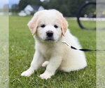 Small #2 Golden Pyrenees