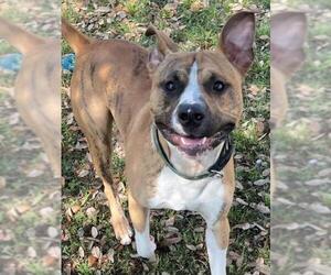 American Pit Bull Terrier-Unknown Mix Dogs for adoption in Texas City, TX, USA