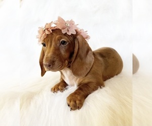 Dachshund Puppy for sale in DAVIS, CA, USA