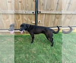 Small #1 Labrador Retriever Mix