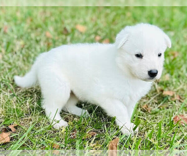 Medium Photo #4 German Shepherd Dog Puppy For Sale in CARDINGTON, OH, USA