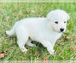 Small #3 German Shepherd Dog