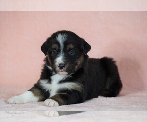 Australian Shepherd Puppy for sale in FREDERICKSBG, OH, USA