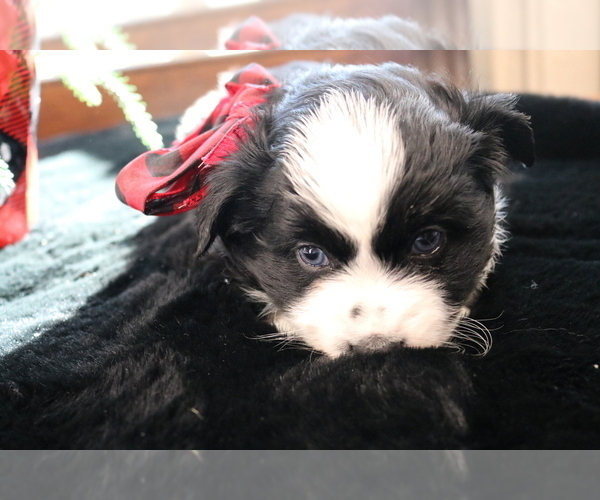 Medium Photo #8 Australian Shepherd Puppy For Sale in STAFFORD, VA, USA