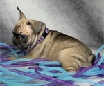 Small Photo #12 French Bulldog Puppy For Sale in CEDAR HILL, TX, USA