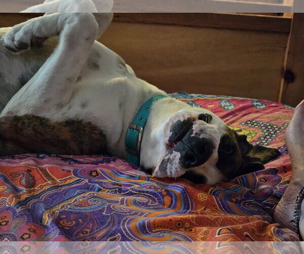 Medium Photo #4 Great Dane Puppy For Sale in San Diego, CA, USA