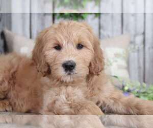 Goldendoodle Puppy for sale in MOUNT VERNON, OH, USA