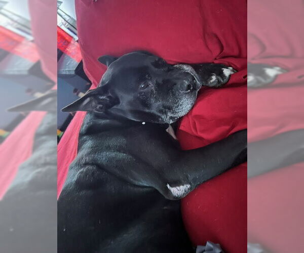 Medium Photo #5 Mutt Puppy For Sale in Crete, IL, USA