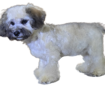 Small Photo #6 Maltipoo-Shih Tzu Mix Puppy For Sale in SAN DIEGO, CA, USA