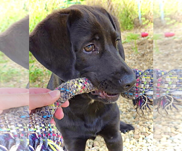 Medium Photo #2 Labrador Retriever-Unknown Mix Puppy For Sale in Estherville, IA, USA