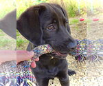 Small #1 Labrador Retriever Mix