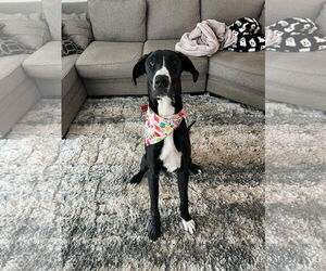 Great Dane Dogs for adoption in Duluth, MN, USA