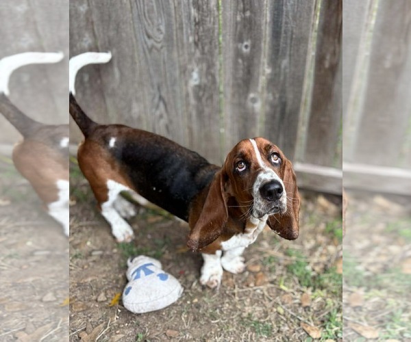 Medium Photo #1 Basset Hound Puppy For Sale in Deepwater, NJ, USA