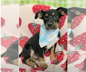 Shepweiller Dogs for adoption in SHERBURNE, NY, USA