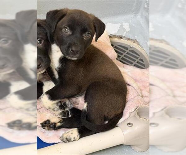 Medium Photo #1 Anatolian Shepherd-Unknown Mix Puppy For Sale in Tulsa, OK, USA