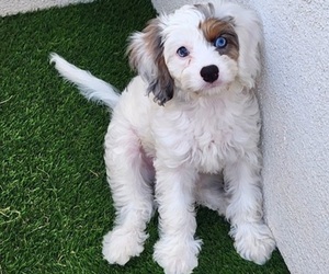 Cavapoo Puppy for sale in MILWAUKEE, WI, USA