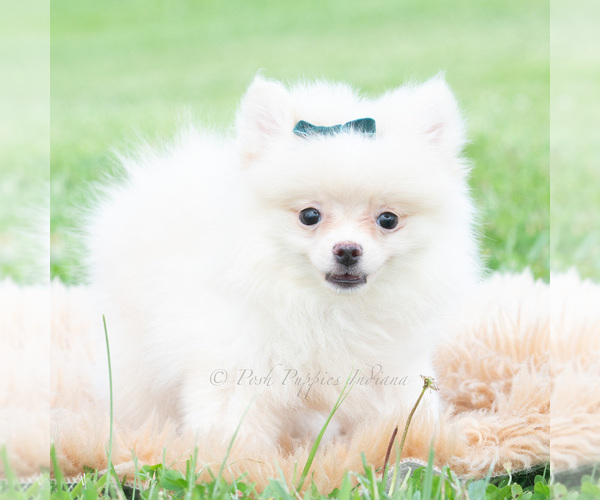 Medium Photo #4 Pomeranian Puppy For Sale in WARSAW, IN, USA