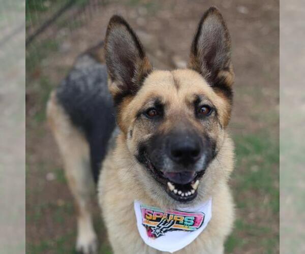 Medium Photo #1 German Shepherd Dog-Unknown Mix Puppy For Sale in San Antonio, TX, USA