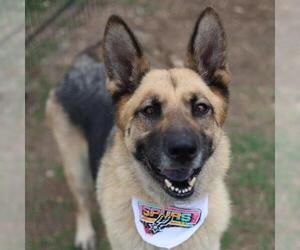 German Shepherd Dog-Unknown Mix Dogs for adoption in San Antonio, TX, USA